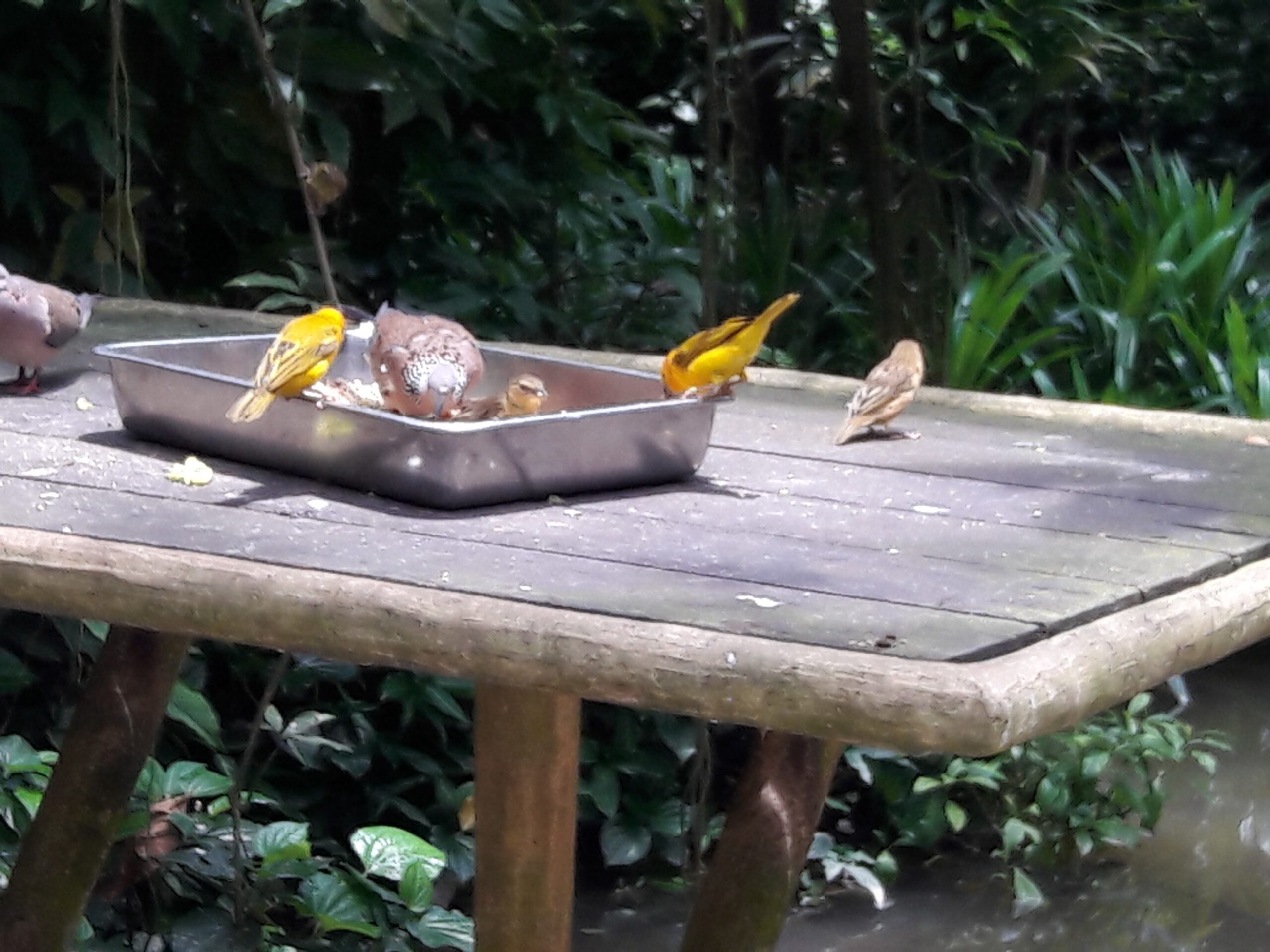 Jurong Bird Park Singapur 2017