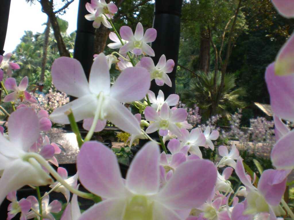 National Orchid Garden Singapur 2014