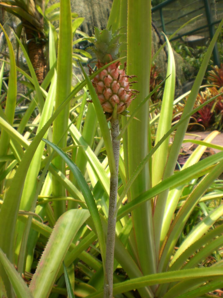 National Orchid Garden Singapur 2014