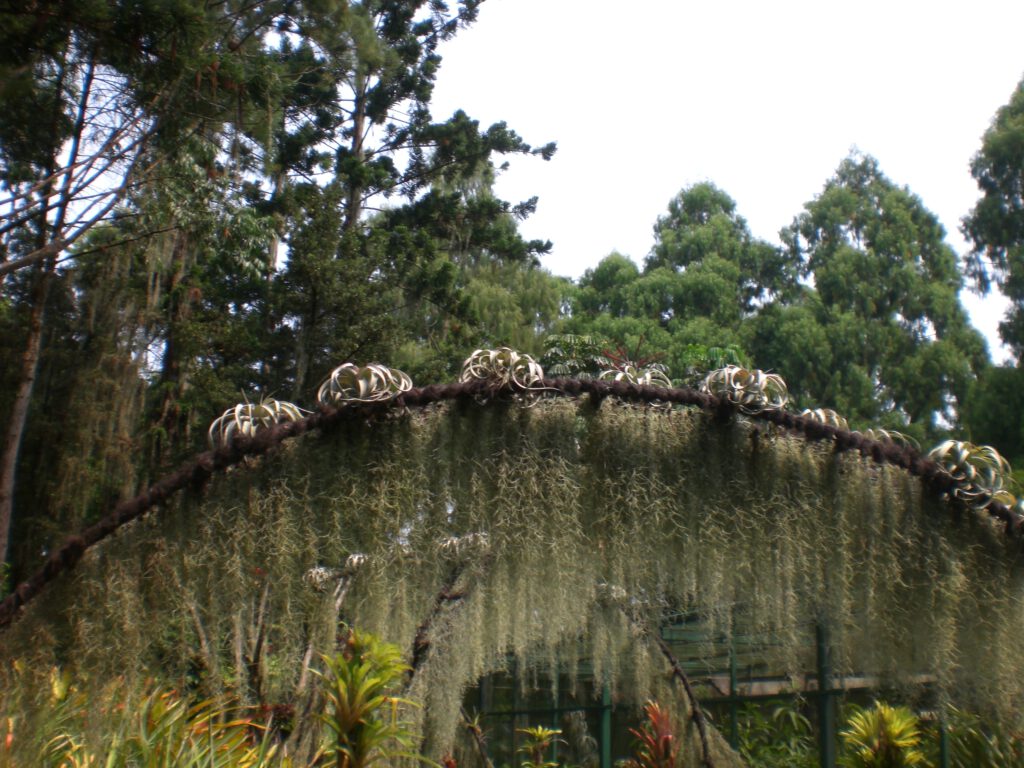 National Orchid Garden Singapur 2014