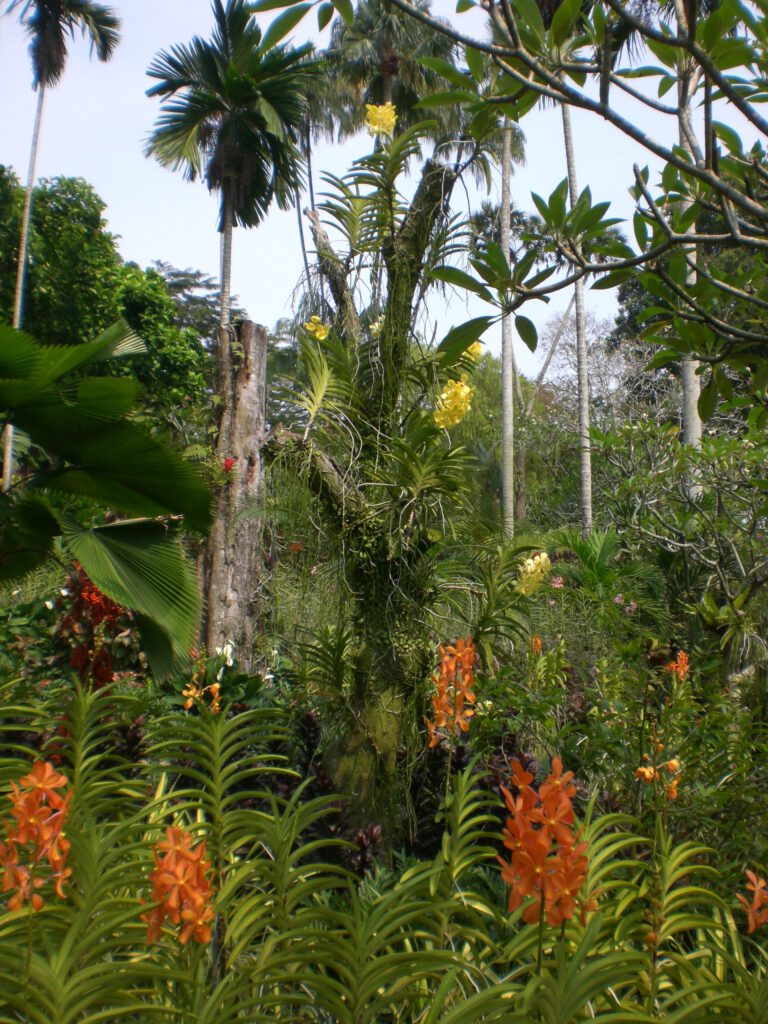 National Orchid Garden Singapur 2014