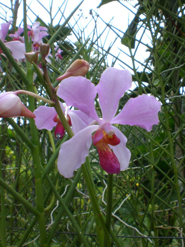 National Orchid Garden Singapur 2014