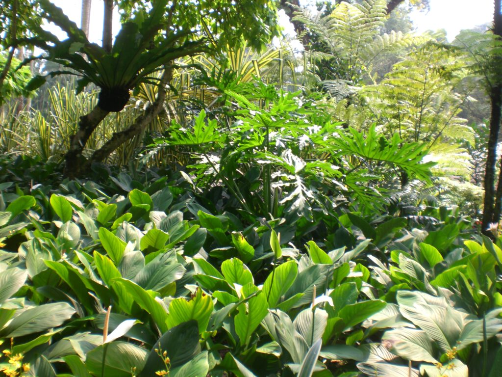 National Orchid Garden Singapur 2014