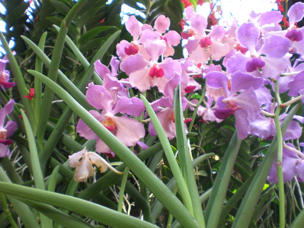 National Orchid Garden Singapur 2014