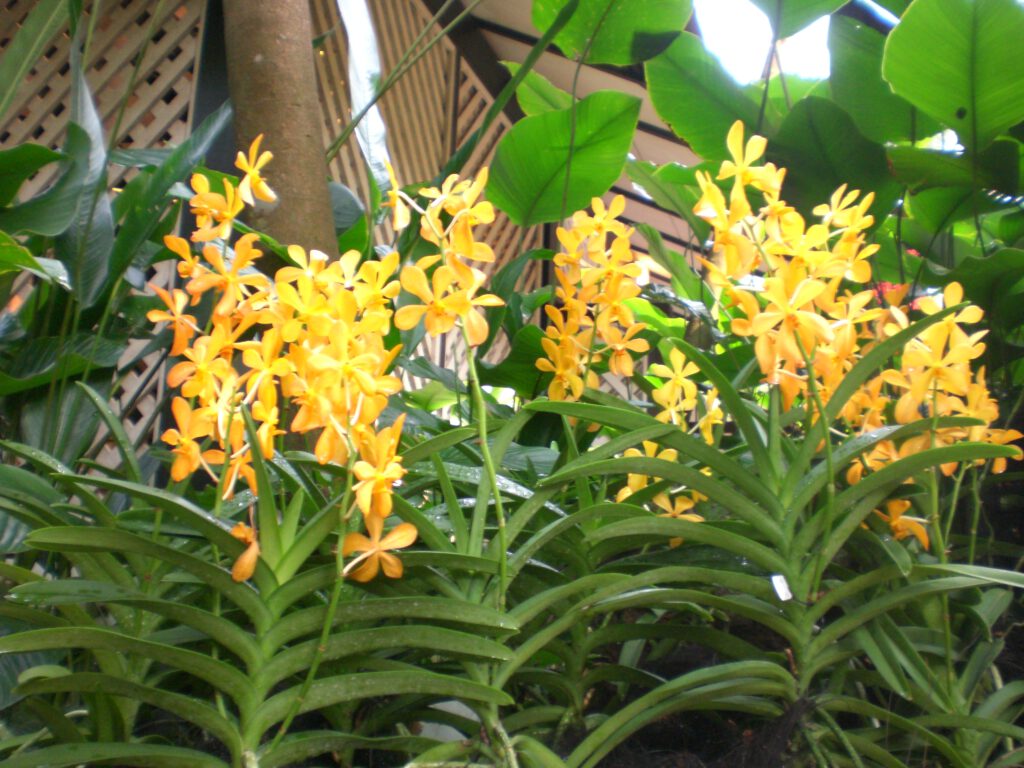 National Orchid Garden Singapur 2014