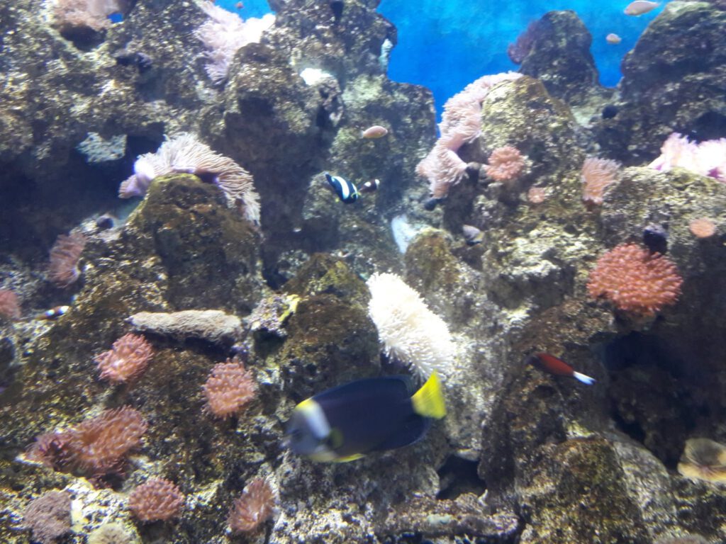 S.E.A. Aquarium Singapur 2017