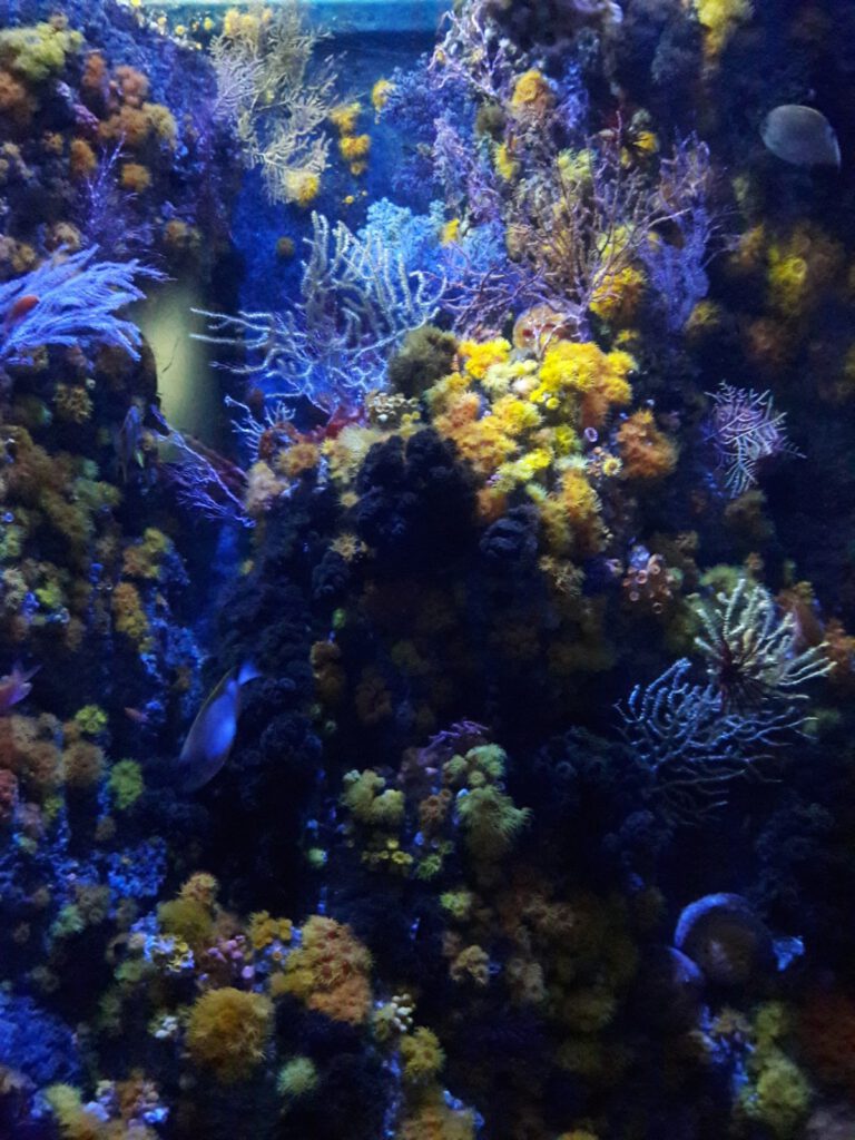 S.E.A. Aquarium Singapur 2017