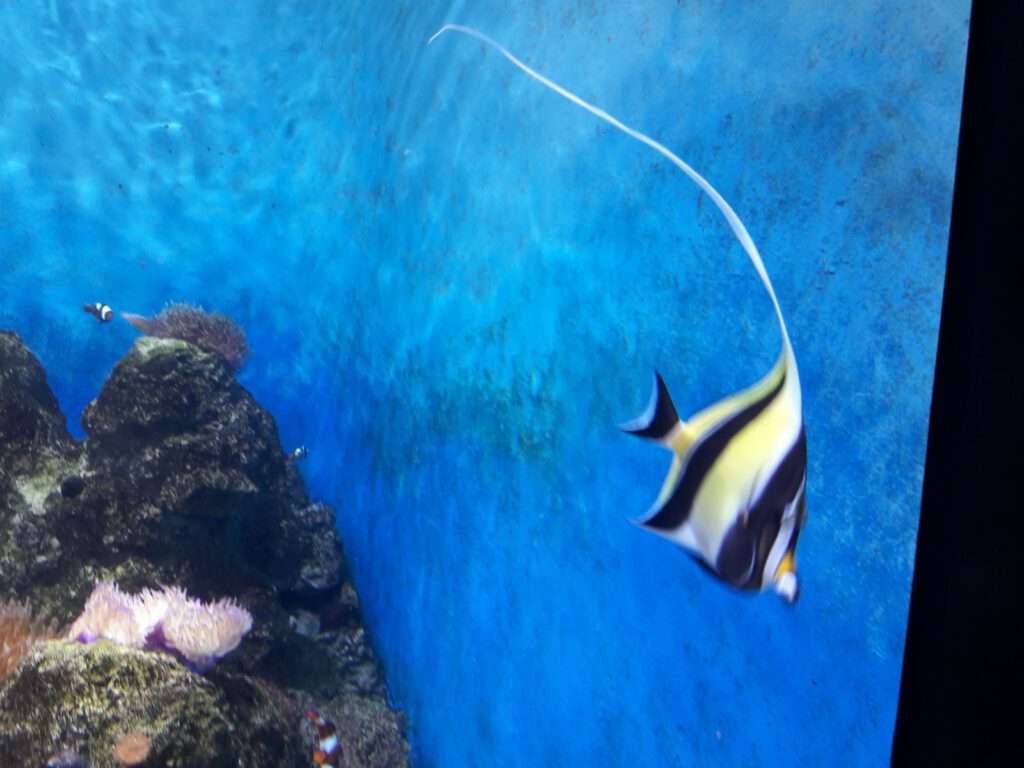 S.E.A. Aquarium Singapur 2017