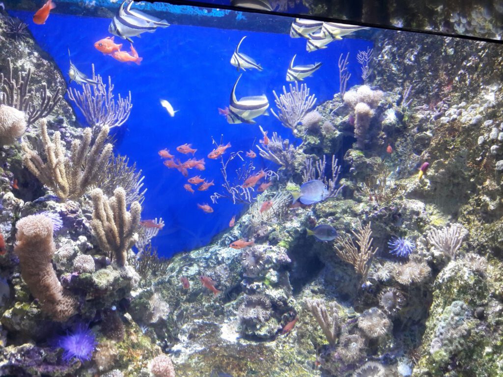 S.E.A. Aquarium Singapur 2017