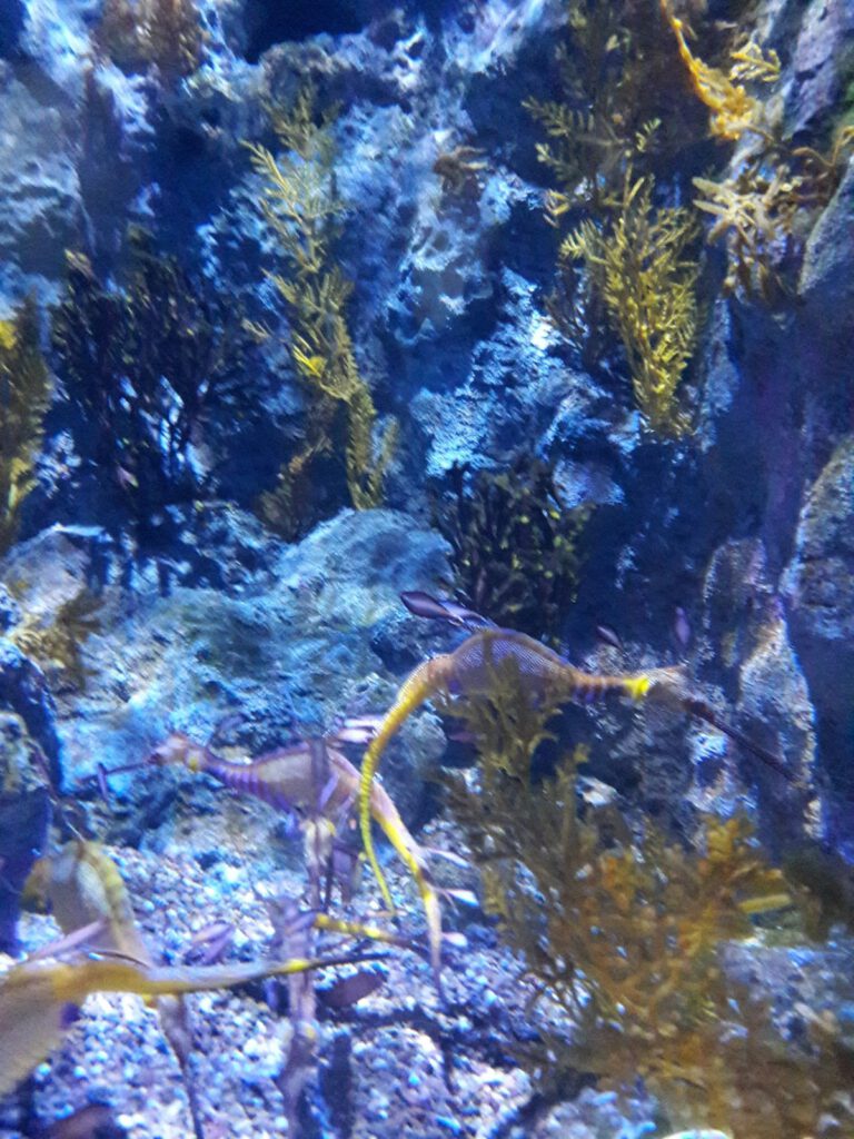 S.E.A. Aquarium Singapur 2017