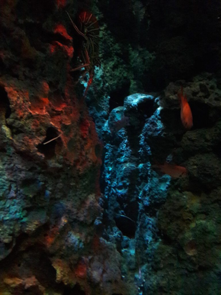 S.E.A. Aquarium Singapur 2017