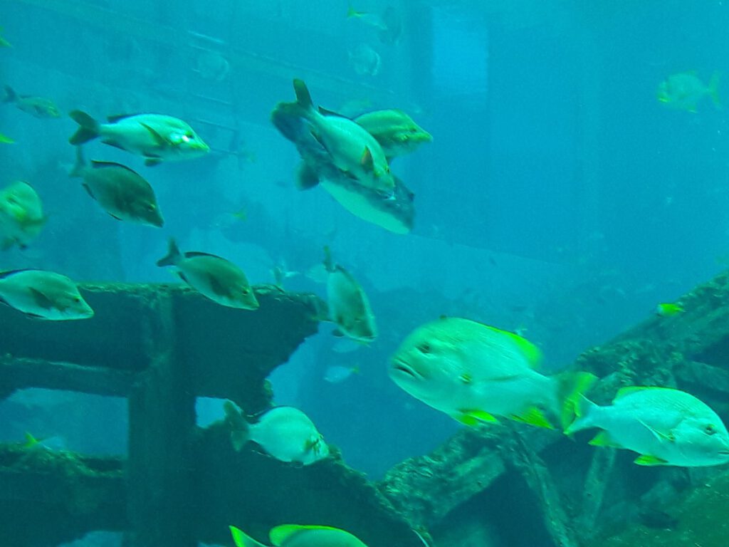 S.E.A. Aquarium Singapur 2017