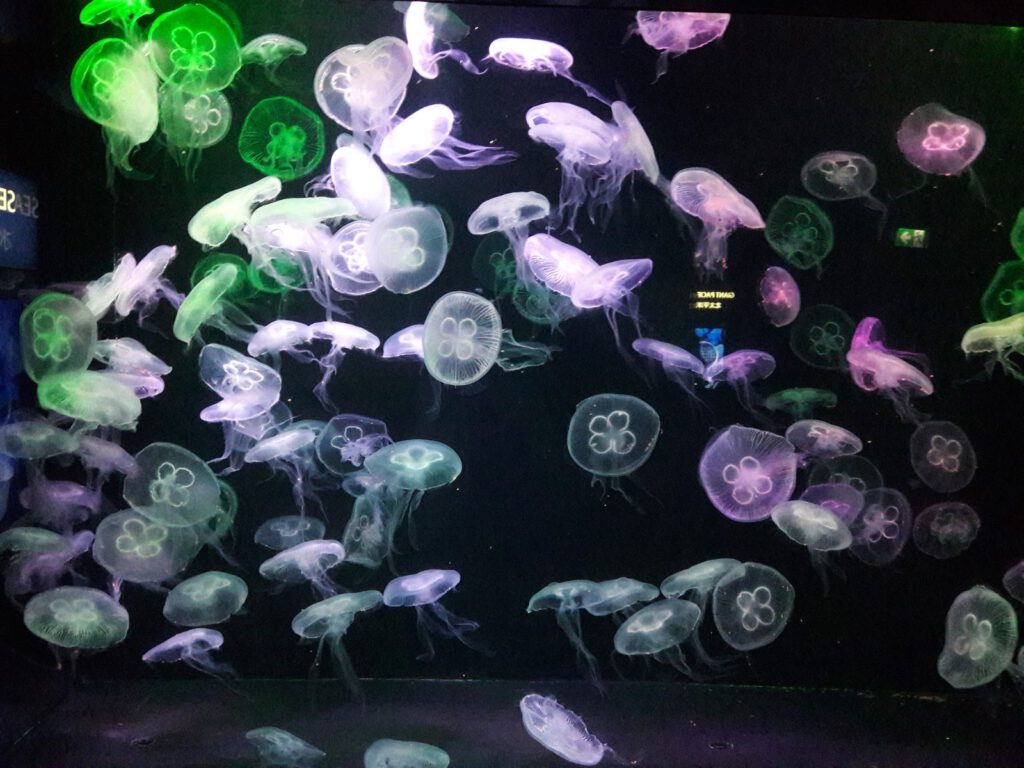 S.E.A. Aquarium Singapur 2017