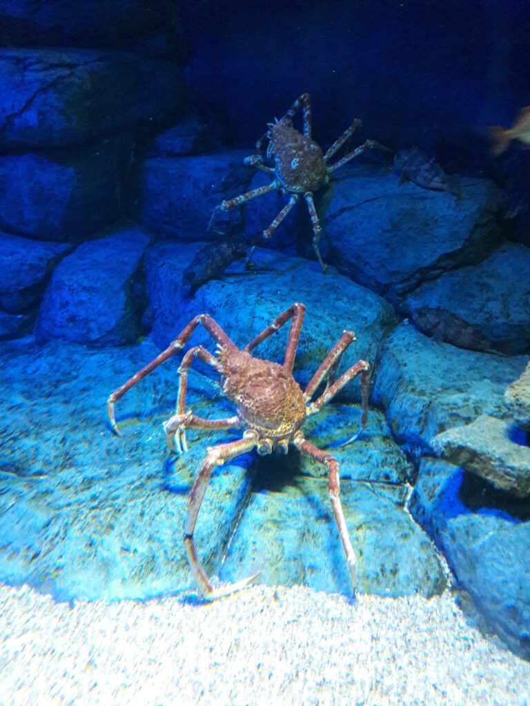 S.E.A. Aquarium Singapur 2017