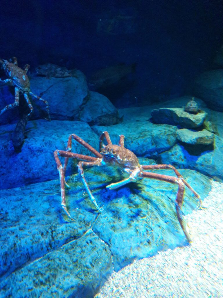 S.E.A. Aquarium Singapur 2017