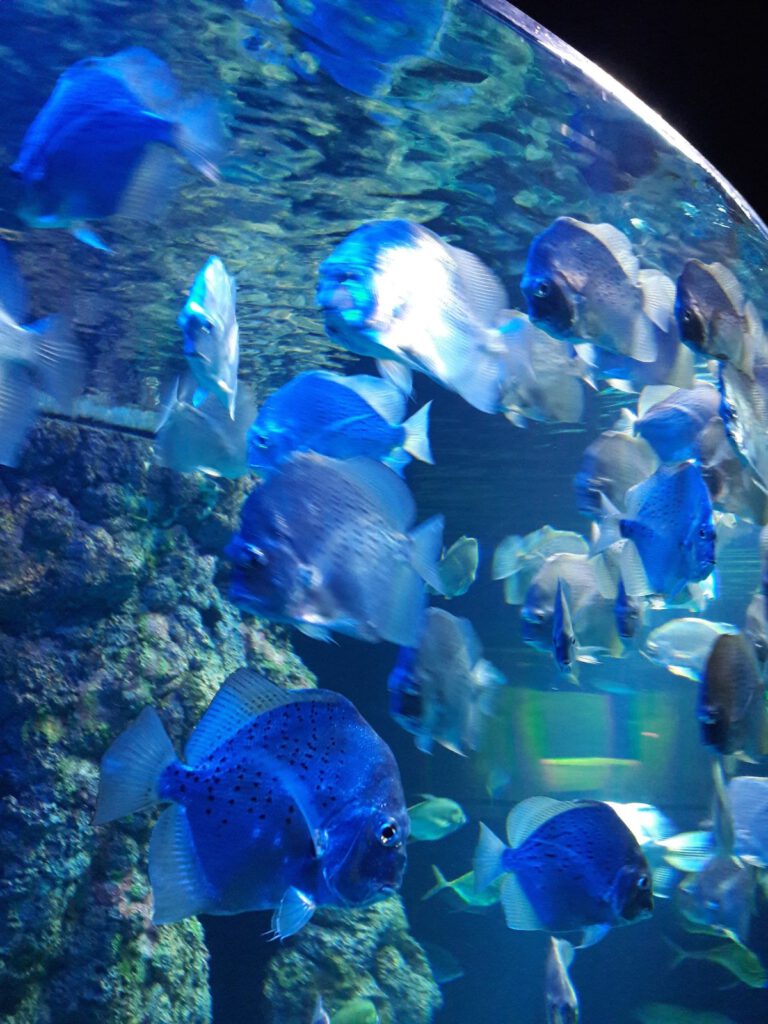 S.E.A. Aquarium Singapur 2017