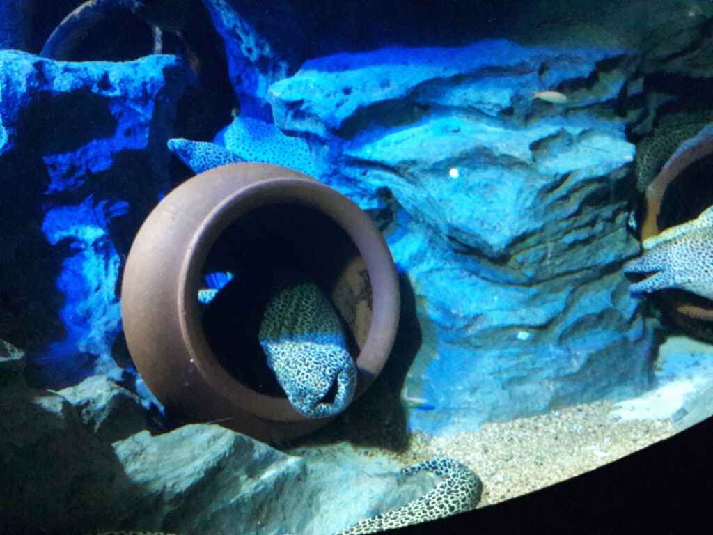 S.E.A. Aquarium Singapur 2017