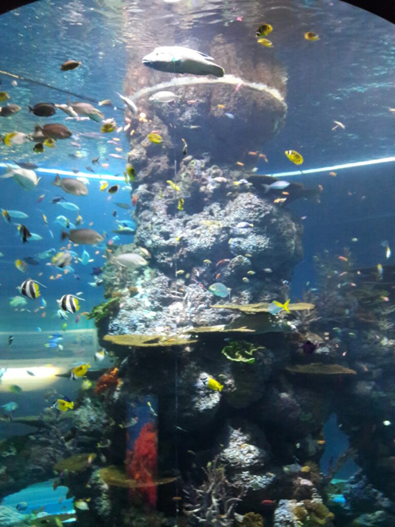 S.E.A. Aquarium Singapur 2017