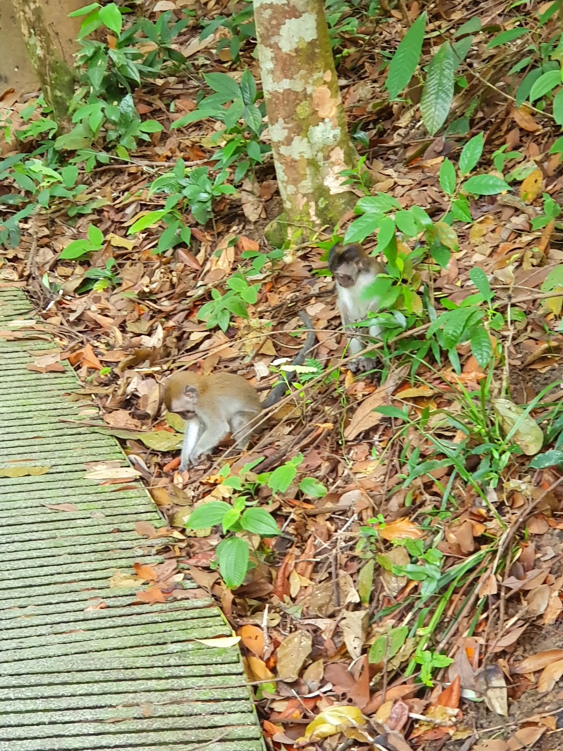 MacRitchie-Stausee