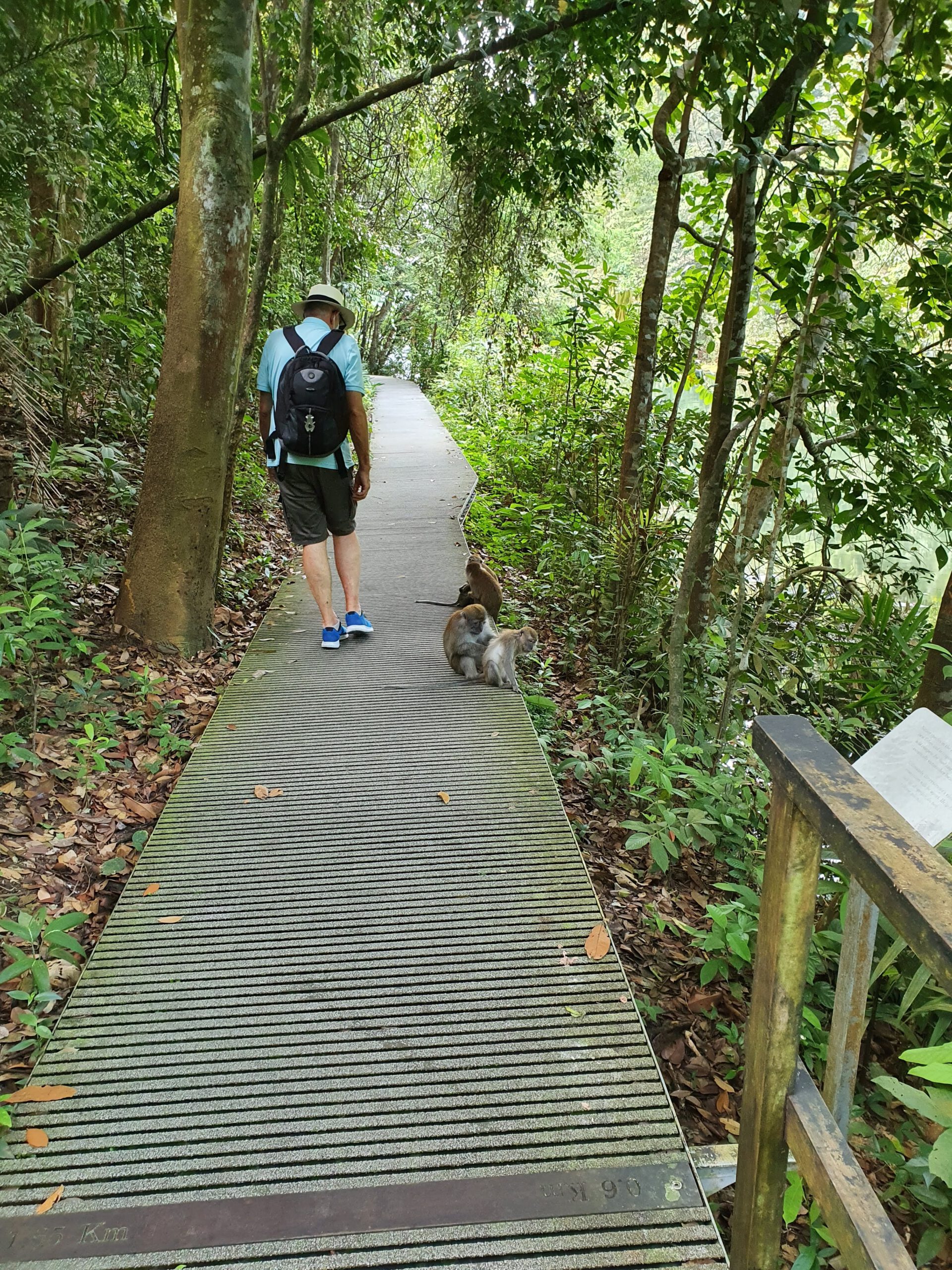 MacRitchie-Stausee