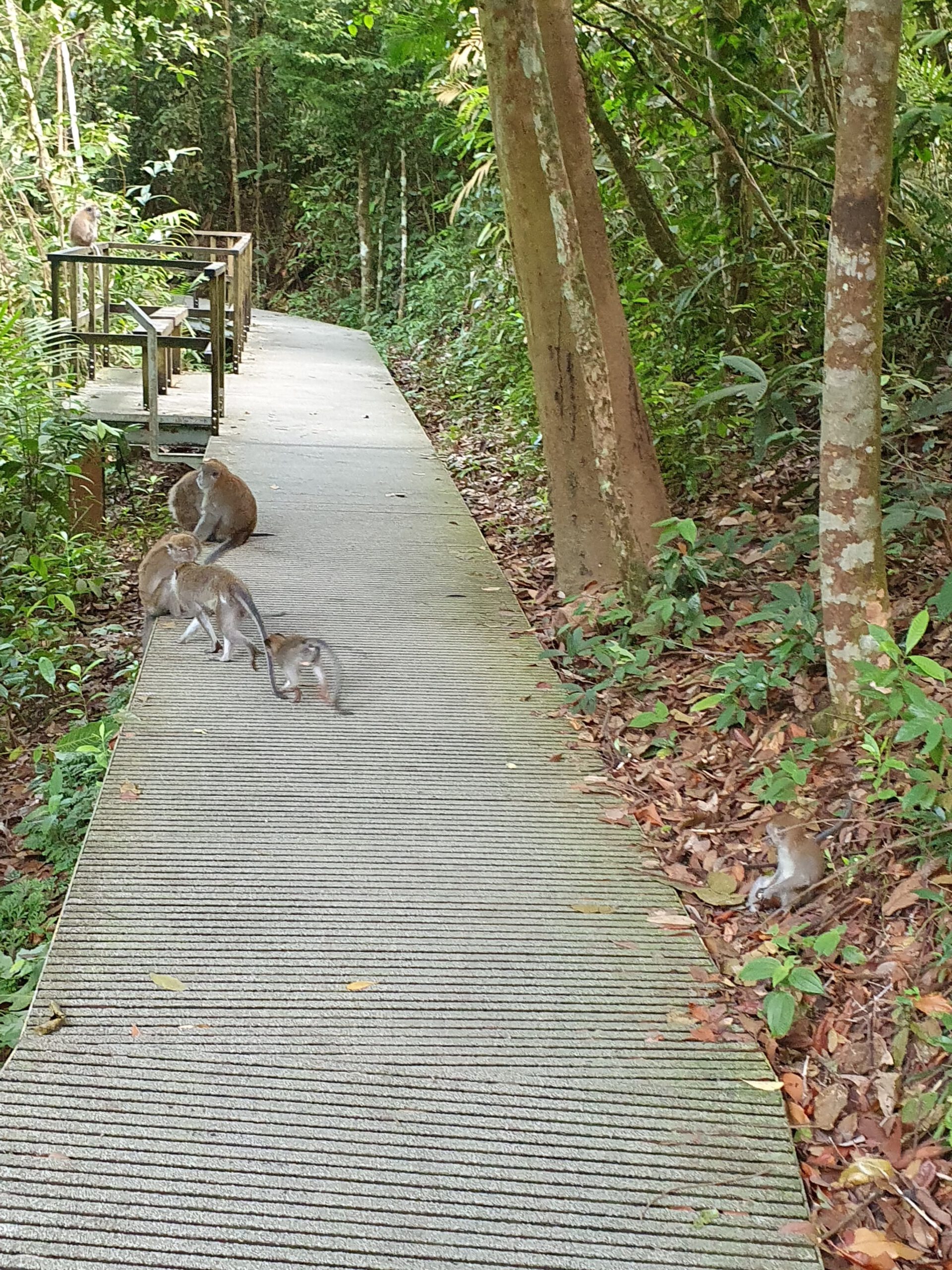 MacRitchie-Stausee