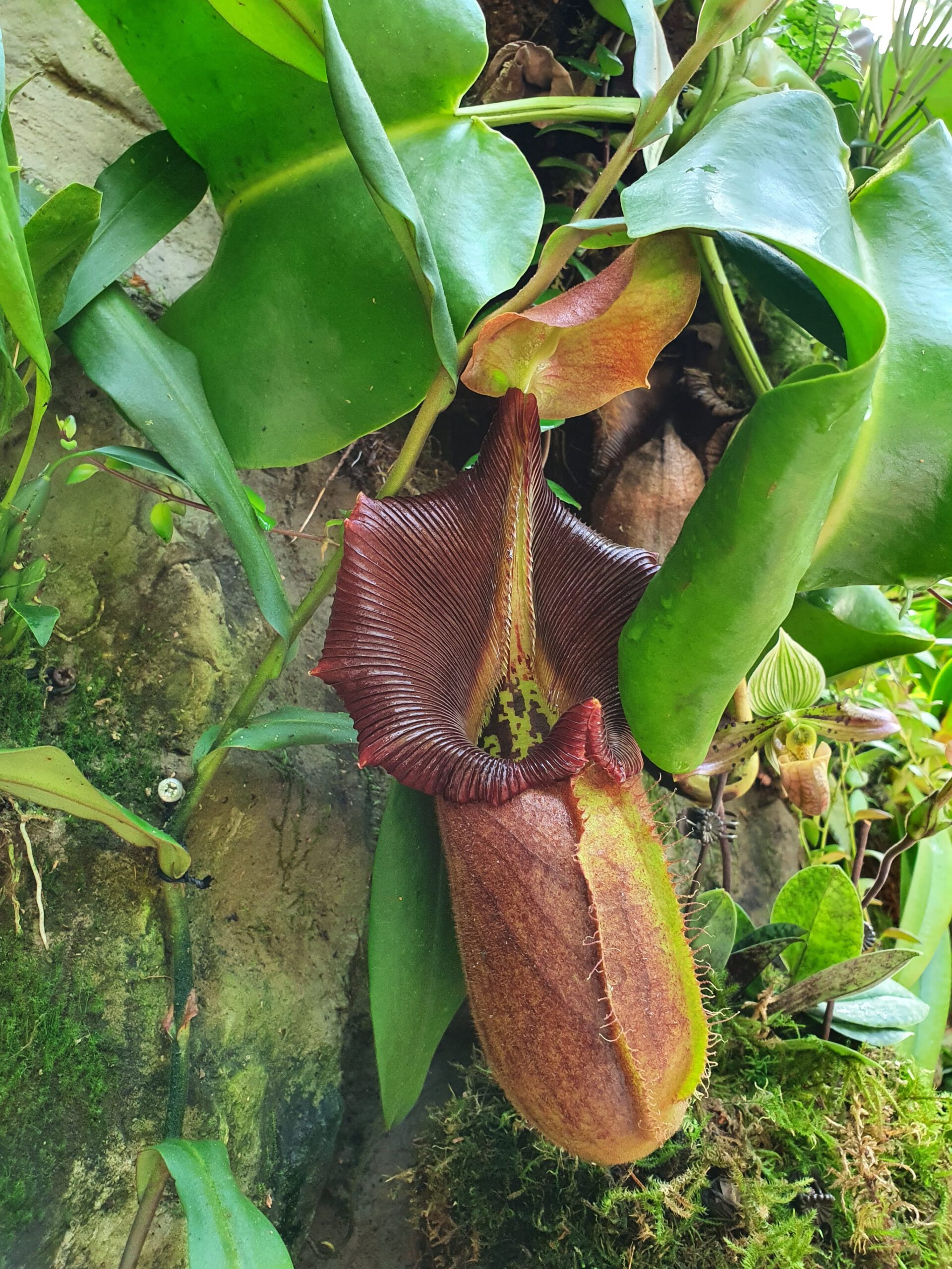 Orchid Garden Singapore