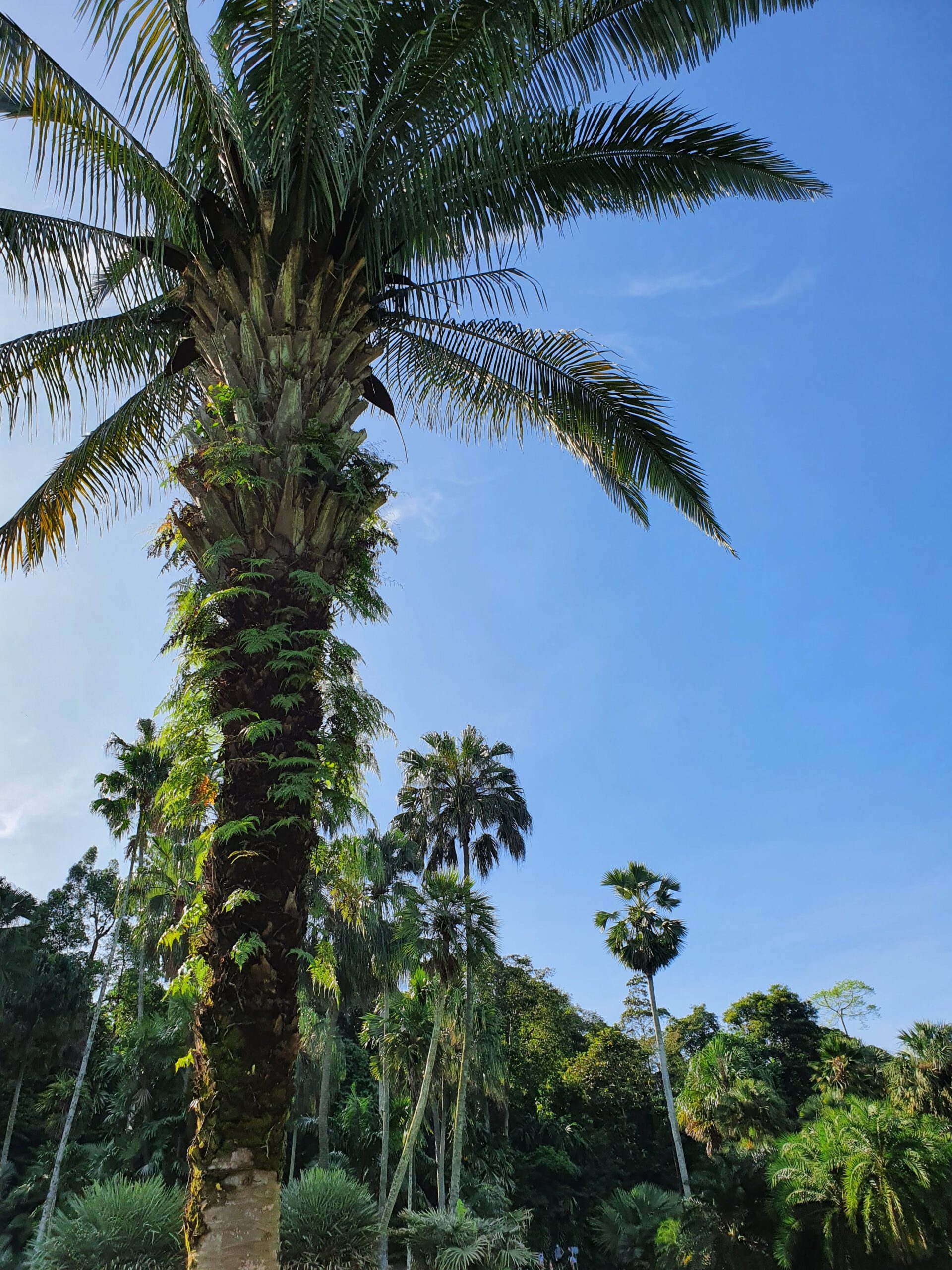 Singapore Botanic Garden