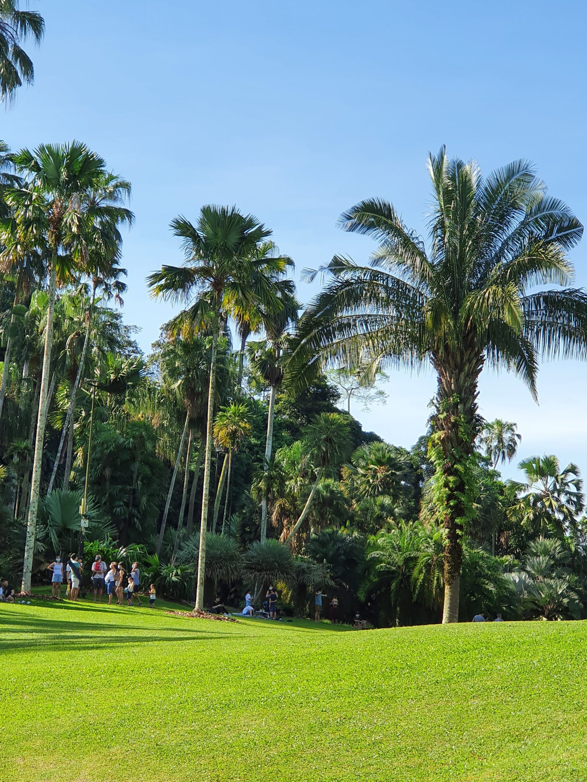 Singapore Botanic Garden