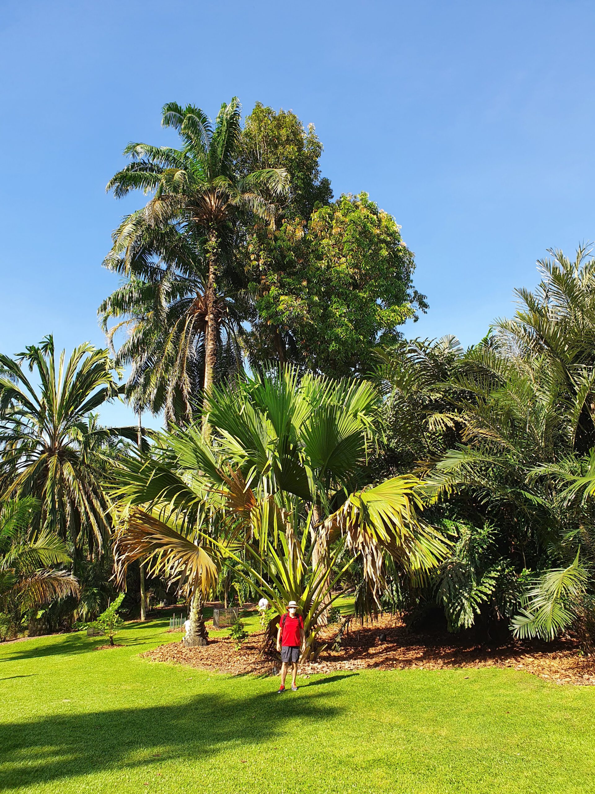 Singapore Botanic Garden