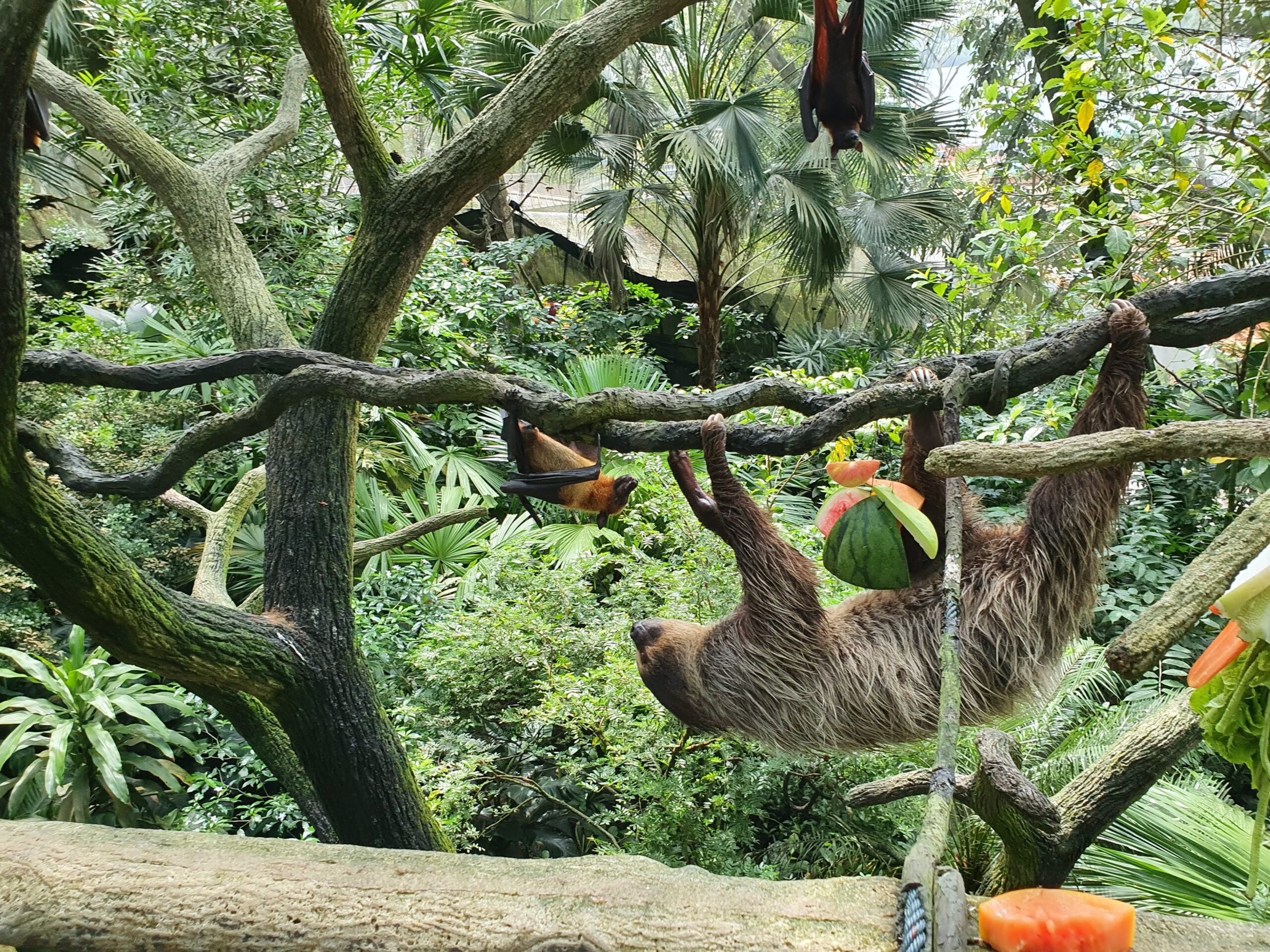 Zoo Singapore Faultier 02.03.2022