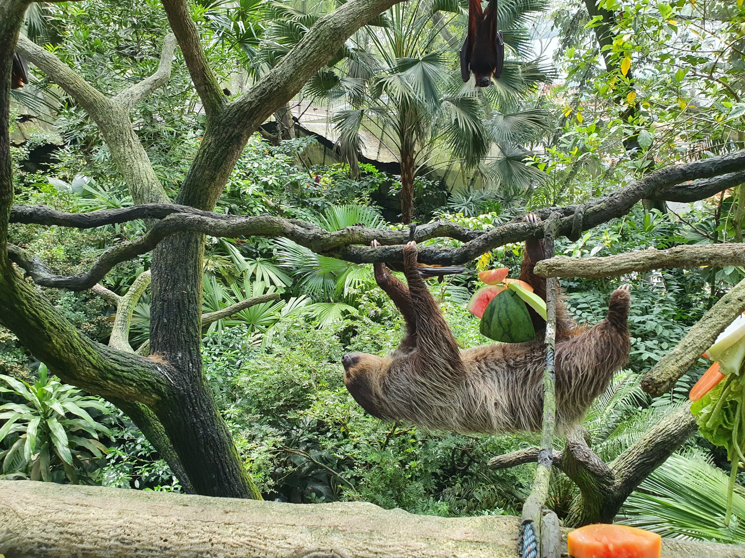 Zoo Singapore Faultier 02.03.2022