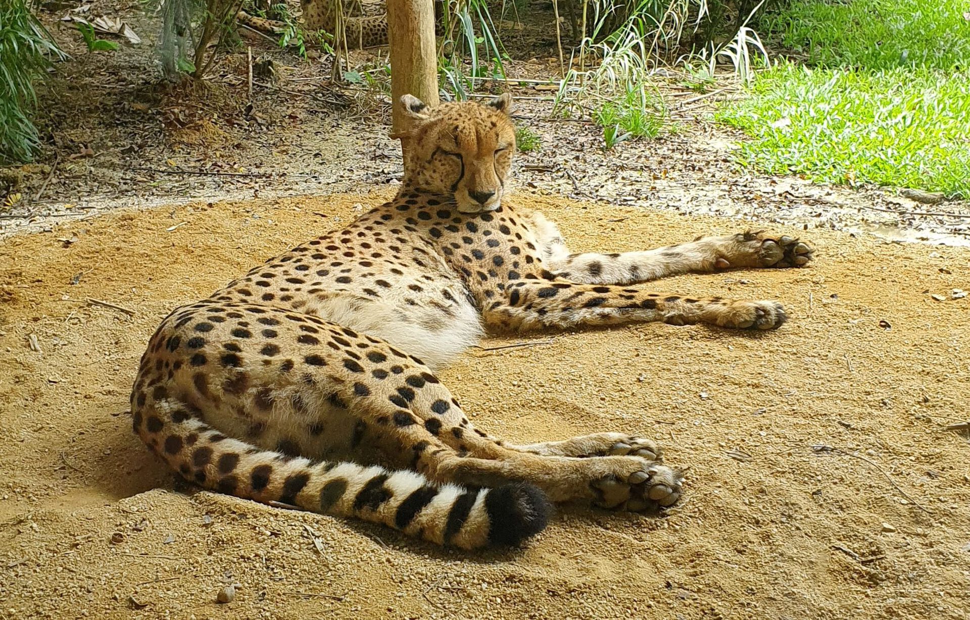 Zoo Singapore Gepard 02.03.2022