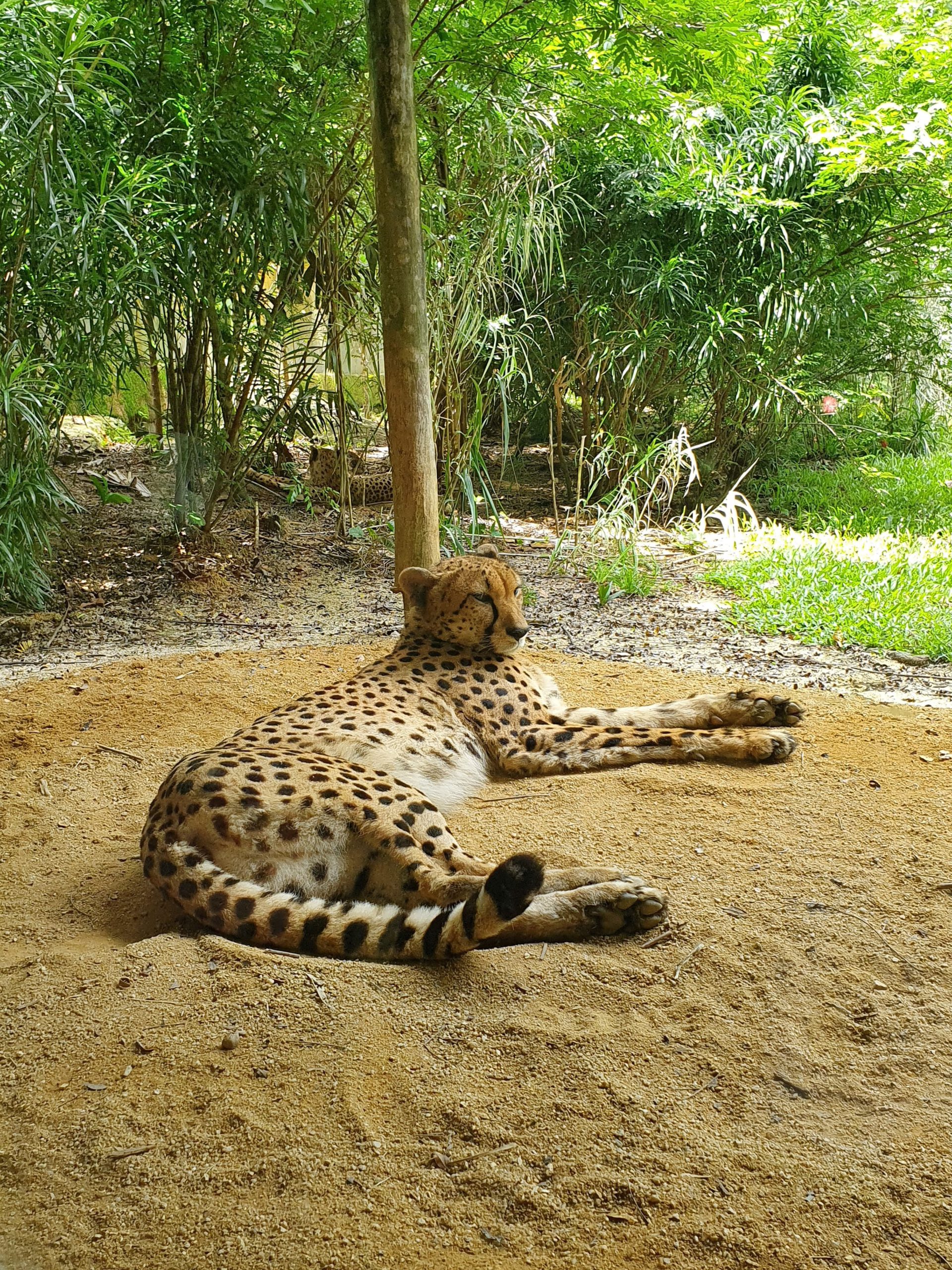 Zoo Singapore Gepard 02.03.2022